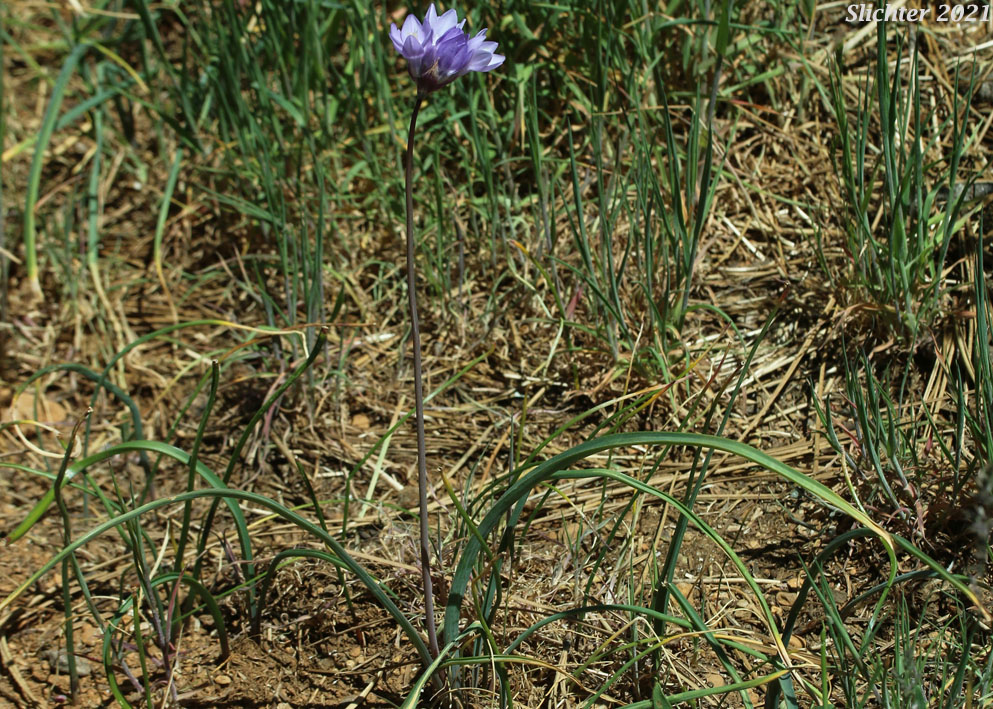 Bluedicks: Dipterostemon capitatus ssp. capitatus (Synonym: Brodiaea capitata, Brodiaea pulchella, Dichelostemma capitatum ssp. capitatum, Dichelostemma pulchellum)