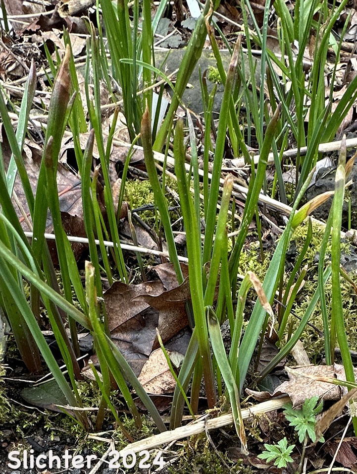 Basal leaves of Cluster Lily, Ookow, Northern Saitas: Dichelostemma congestum (Synonym: Brodiaea congesta)
