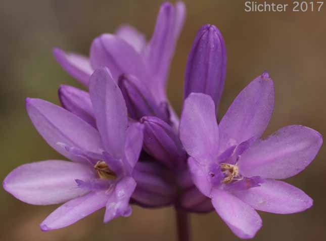 Cluster Lily, Ookow, Northern Saitas: Dichelostemma congestum (Synonym: Brodiaea congesta)