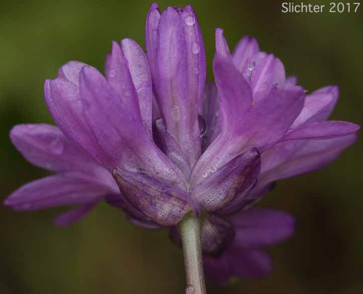 Round-tooth Snake-lily, Round-toothed Ookow, Wild Hyacinth: Dichelostemma multiflorum (Synonym: Brodiaea multiflora)