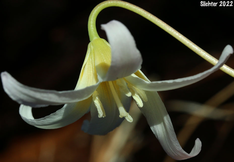 Lemon-colored Fawnlily, Pale Fawnlily, Howell's Fawnlily: Erythronium citrinum var. citrinum (Synonym: Erythronium howellii)