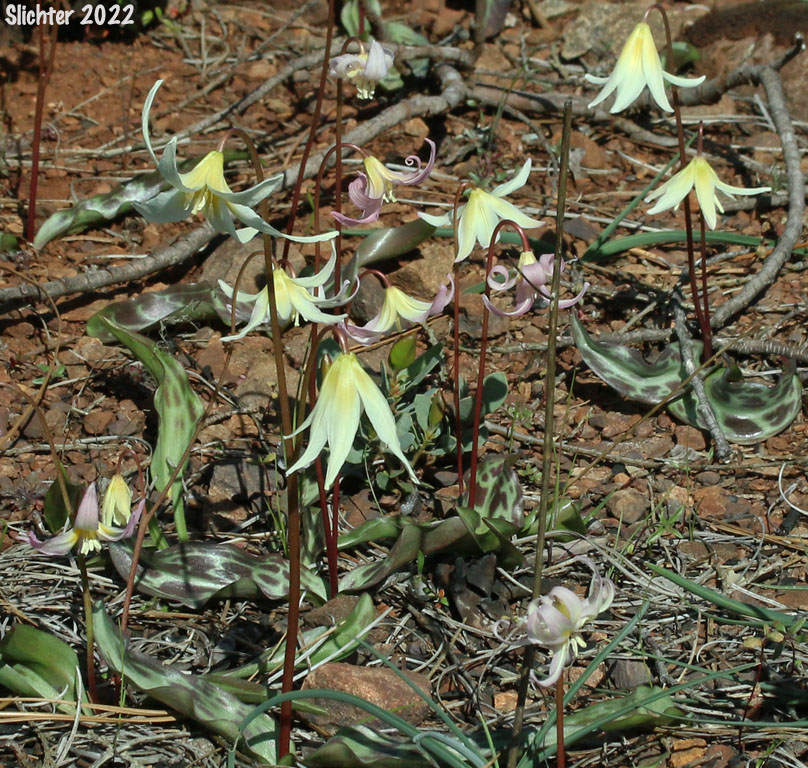 Lemon-colored Fawnlily, Pale Fawnlily, Howell's Fawnlily: Erythronium citrinum var. citrinum (Synonym: Erythronium howellii)