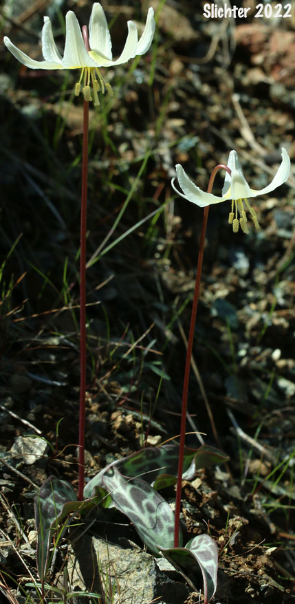 Lemon-colored Fawnlily, Pale Fawnlily, Howell's Fawnlily: Erythronium citrinum var. citrinum (Synonym: Erythronium howellii)