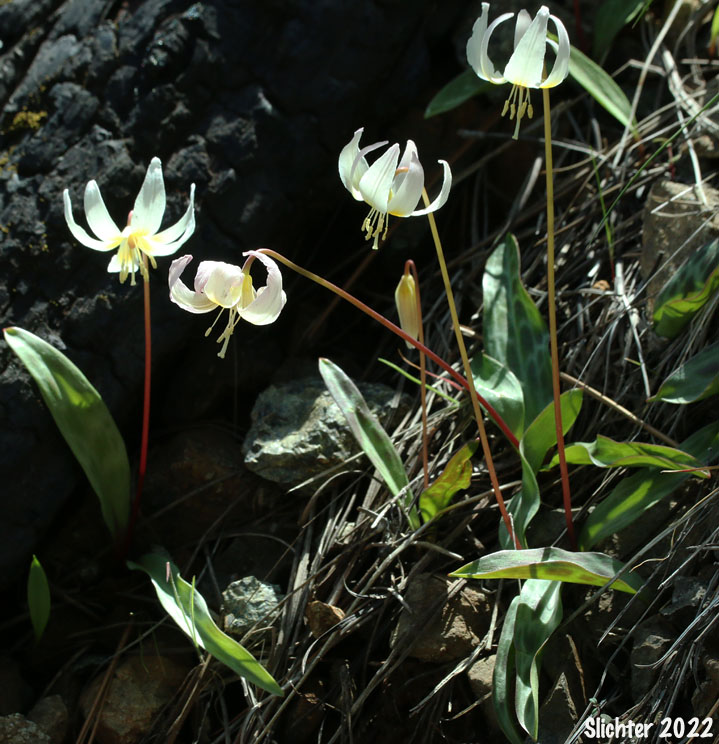Lemon-colored Fawnlily, Pale Fawnlily, Howell's Fawnlily: Erythronium citrinum var. citrinum (Synonym: Erythronium howellii)