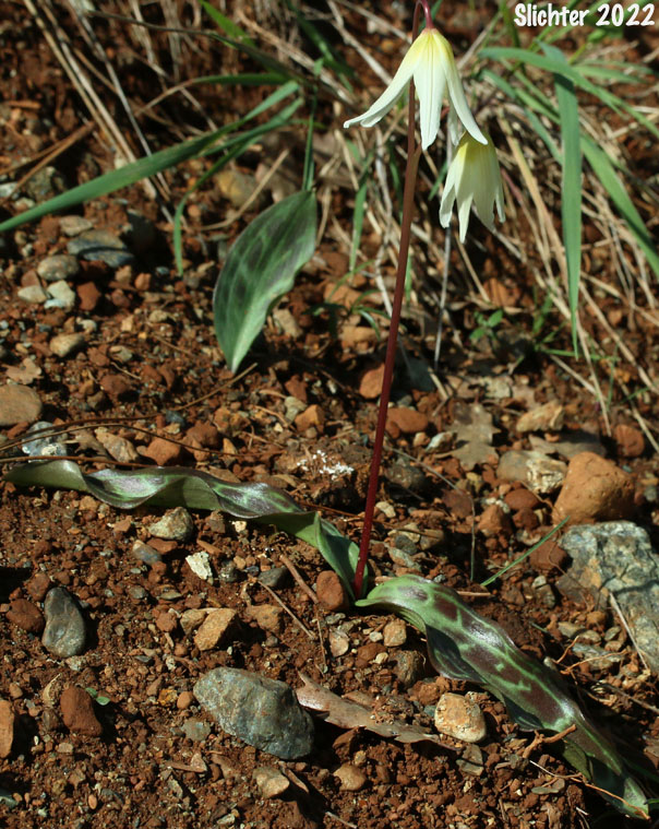 Lemon-colored Fawnlily, Pale Fawnlily, Howell's Fawnlily: Erythronium citrinum var. citrinum (Synonym: Erythronium howellii)