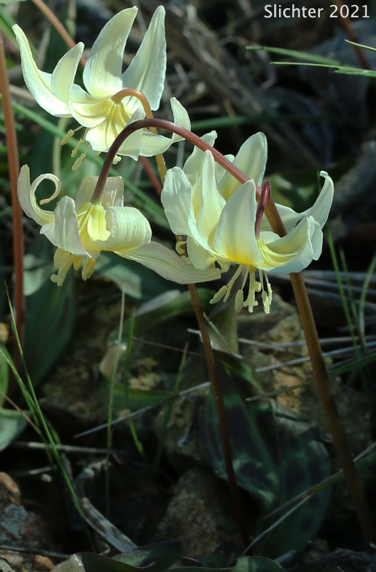 Lemon-colored Fawnlily, Pale Fawnlily, Howell's Fawnlily: Erythronium citrinum var. citrinum (Synonym: Erythronium howellii)