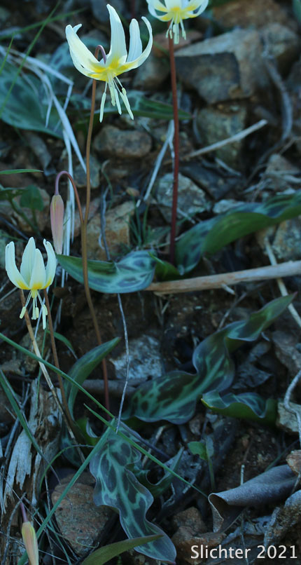 Lemon-colored Fawnlily, Pale Fawnlily, Howell's Fawnlily: Erythronium citrinum var. citrinum (Synonym: Erythronium howellii)