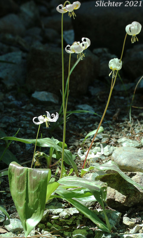 Lemon-colored Fawnlily, Pale Fawnlily, Howell's Fawnlily: Erythronium citrinum var. citrinum (Synonym: Erythronium howellii)