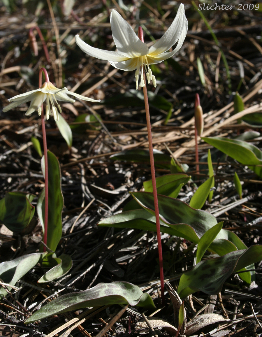 Lemon-colored Fawn-lily, Howell's Fawnlily, Pale Fawnlily, Trout-lily: Erythronium citrinum var. citrinum