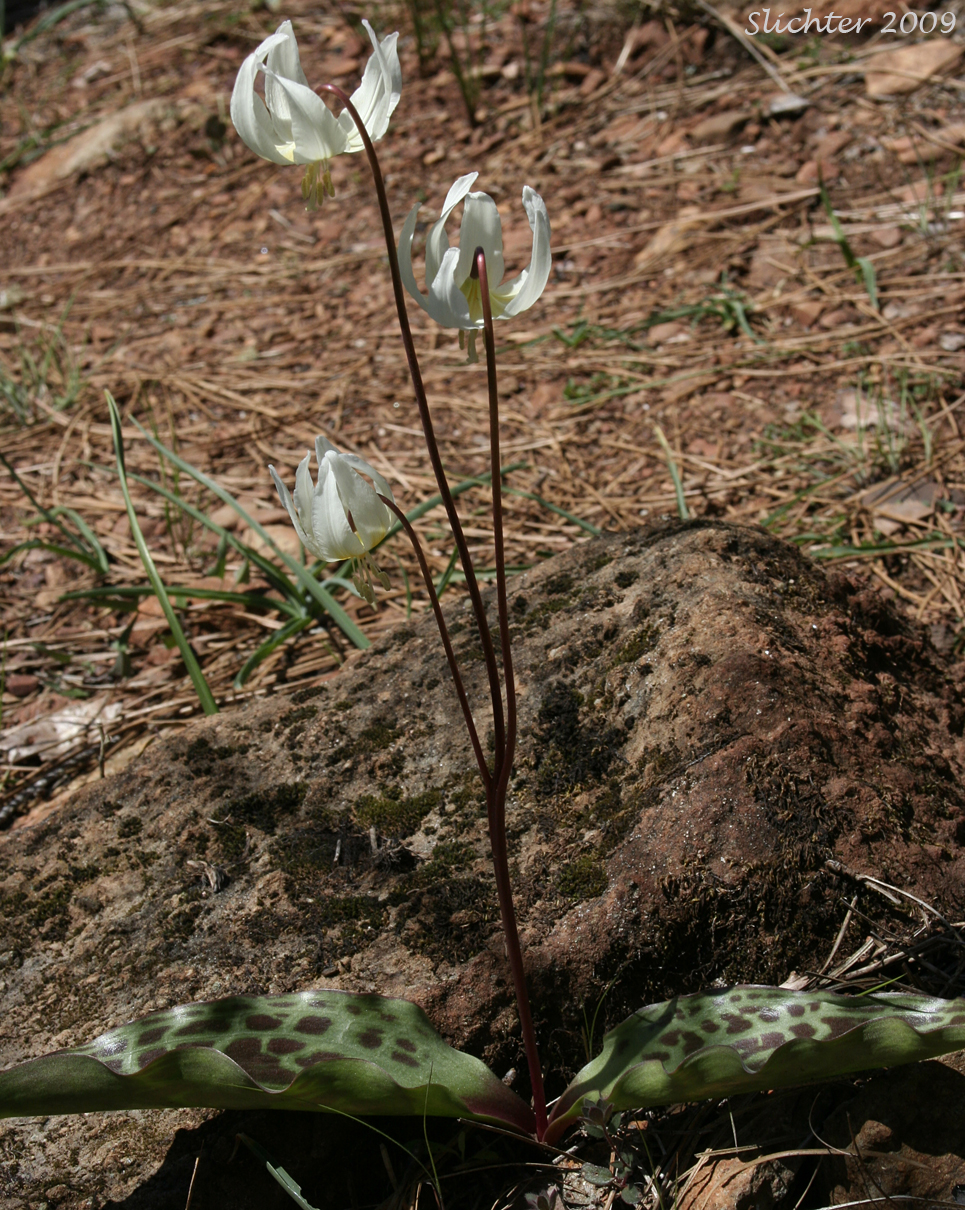 Lemon-colored Fawnlily, Pale Fawnlily, Howell's Fawnlily: Erythronium citrinum var. citrinum (Synonym: Erythronium howellii)