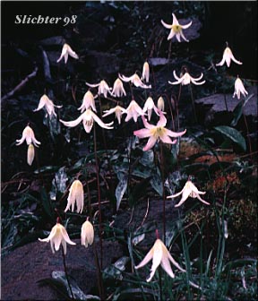 Lemon-colored Fawnlily, Pale Fawnlily, Howell's Fawnlily: Erythronium citrinum var. citrinum (Synonym: Erythronium howellii)