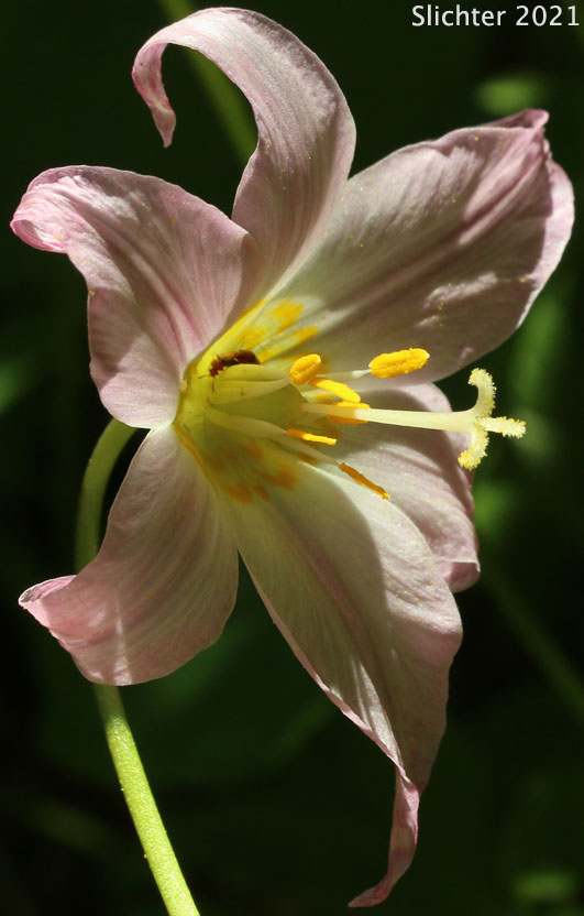 Fawnlilies: The Genus Erythronium West of the Cascade Mountains of Oregon and Washington
