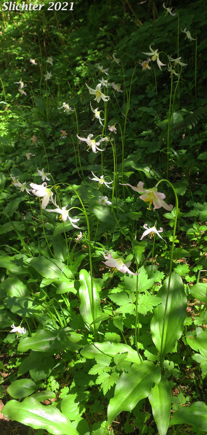 Elegant Fawnlily, Elegant Fawn-lily: Erythronium elegans