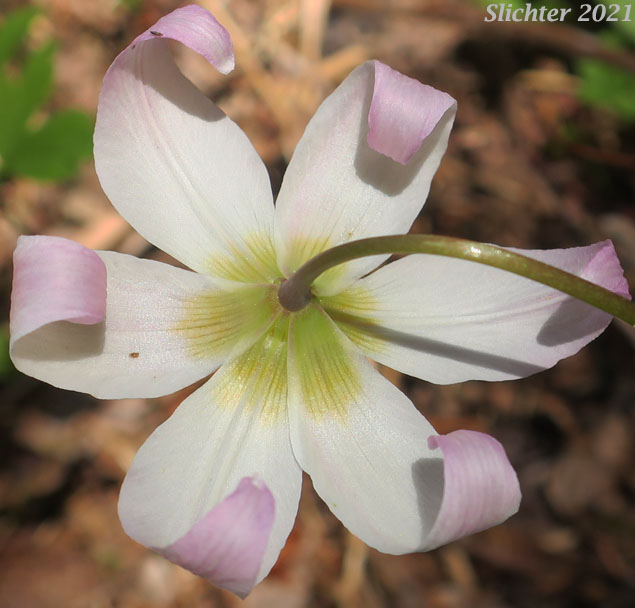 Elegant Fawnlily, Elegant Fawn-lily: Erythronium elegans