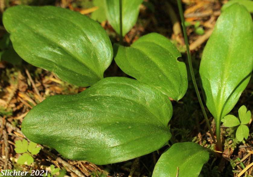 Elegant Fawnlily, Elegant Fawn-lily: Erythronium elegans