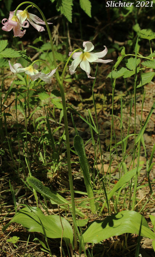 Elegant Fawnlily, Elegant Fawn-lily: Erythronium elegans