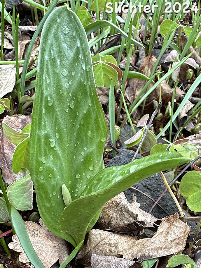 Leaves and flower bud of Henderson's Fawnlily, Henderson's Fawn-lily : Erythronium hendersonii