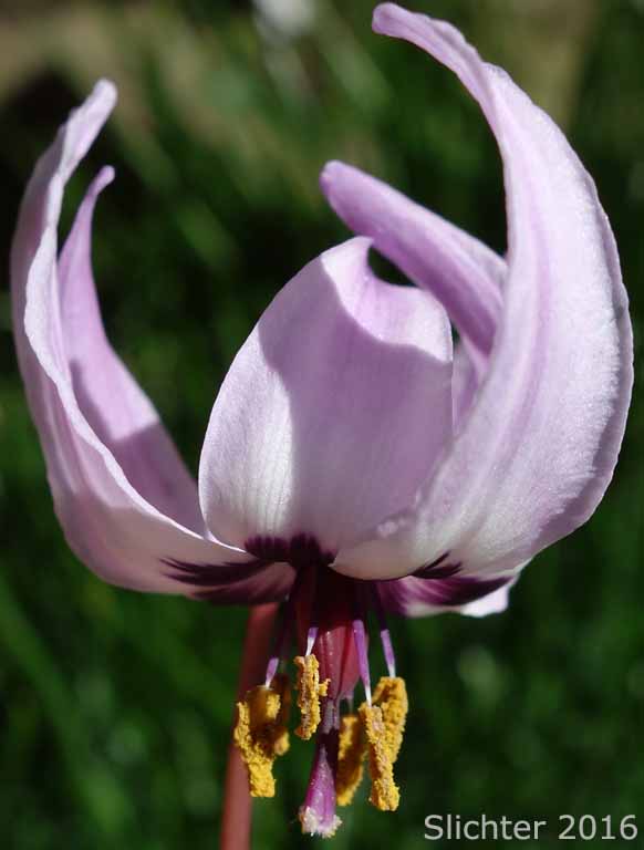 Flower of Henderson's Fawnlily, Henderson's Fawn-lily : Erythronium hendersonii