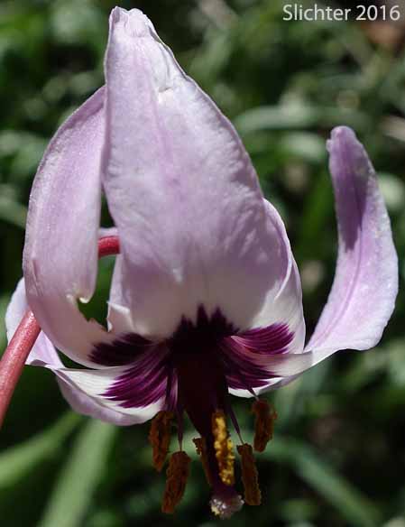 Flower of Henderson's Fawnlily, Henderson's Fawn-lily : Erythronium hendersonii