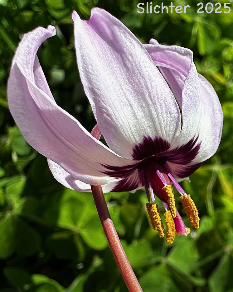 Flower of Henderson's Fawnlily, Henderson's Fawn-lily : Erythronium hendersonii
