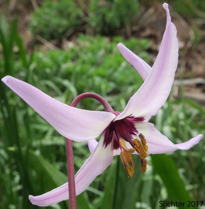 Henderson's Fawnlily, Henderson's Fawn-lily : Erythronium hendersonii
