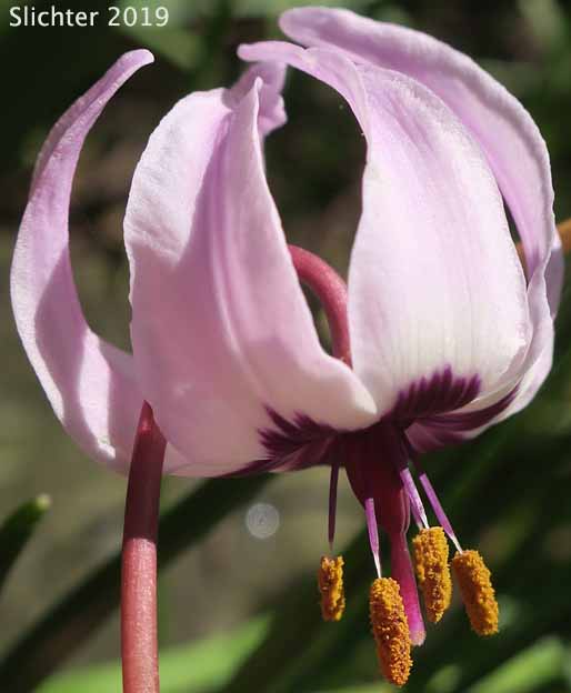 Flower of Henderson's Fawnlily, Henderson's Fawn-lily : Erythronium hendersonii