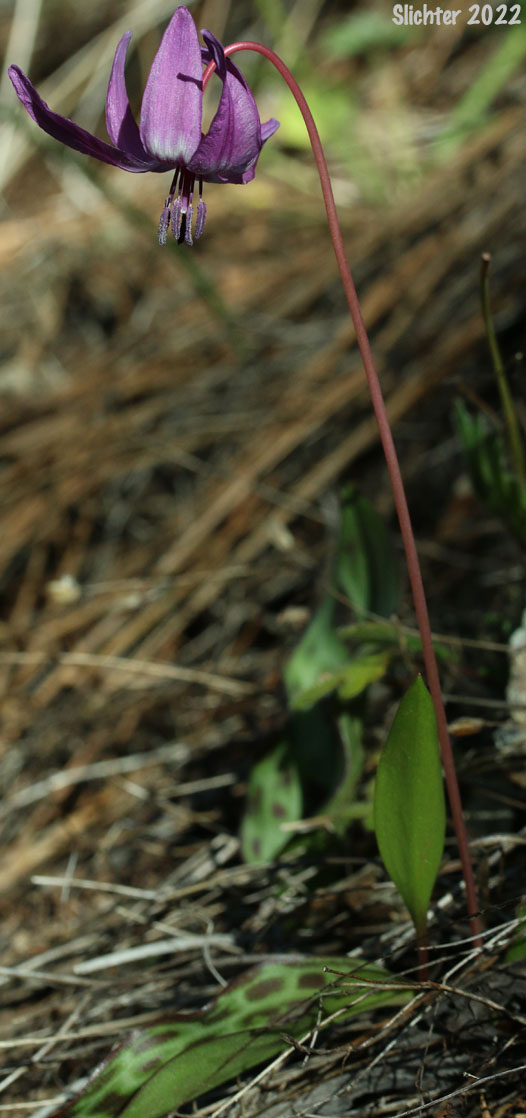 Henderson's Fawnlily, Henderson's Fawn-lily : Erythronium hendersonii