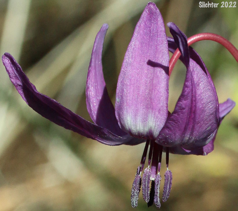 Henderson's Fawnlily, Henderson's Fawn-lily : Erythronium hendersonii
