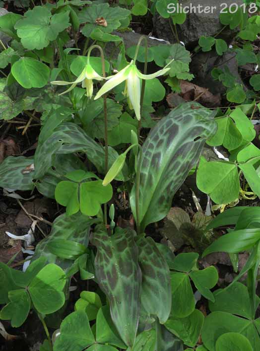 Deer's Tongue, Giant Fawnlily, Oregon Fawnlily, Giant White Fawnlily, Giant White Fawn-lily, Wild Easter Lily: Erythronium oregonum (Synonyms: Erythronium giganteum, Erythronium giganteum ssp. leucandrum, Erythronium oregonum ssp. leucandrum, Erythronium oregonum var. leucandrum, Erythronium oregonum ssp. oregonum, Erythronium oregonum var. oregonum)