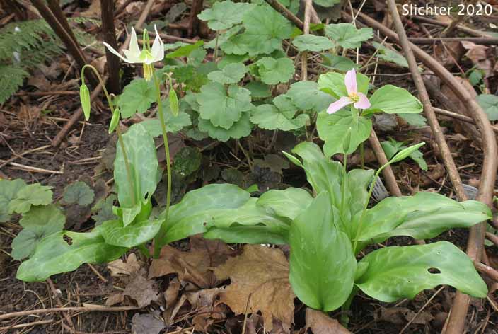 Deer's Tongue, Giant Fawnlily, Oregon Fawnlily, Giant White Fawnlily, Giant White Fawn-lily, Wild Easter Lily: Erythronium oregonum (Synonyms: Erythronium giganteum, Erythronium giganteum ssp. leucandrum, Erythronium oregonum ssp. leucandrum, Erythronium oregonum var. leucandrum, Erythronium oregonum ssp. oregonum, Erythronium oregonum var. oregonum)