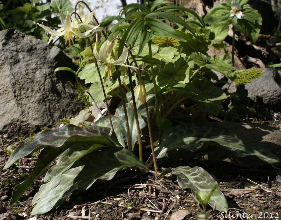Deer's Tongue, Giant Fawnlily, Oregon Fawnlily, Giant White Fawnlily, Giant White Fawn-lily, Wild Easter Lily: Erythronium oregonum (Synonyms: Erythronium giganteum, Erythronium giganteum ssp. leucandrum, Erythronium oregonum ssp. leucandrum, Erythronium oregonum var. leucandrum, Erythronium oregonum ssp. oregonum, Erythronium oregonum var. oregonum)