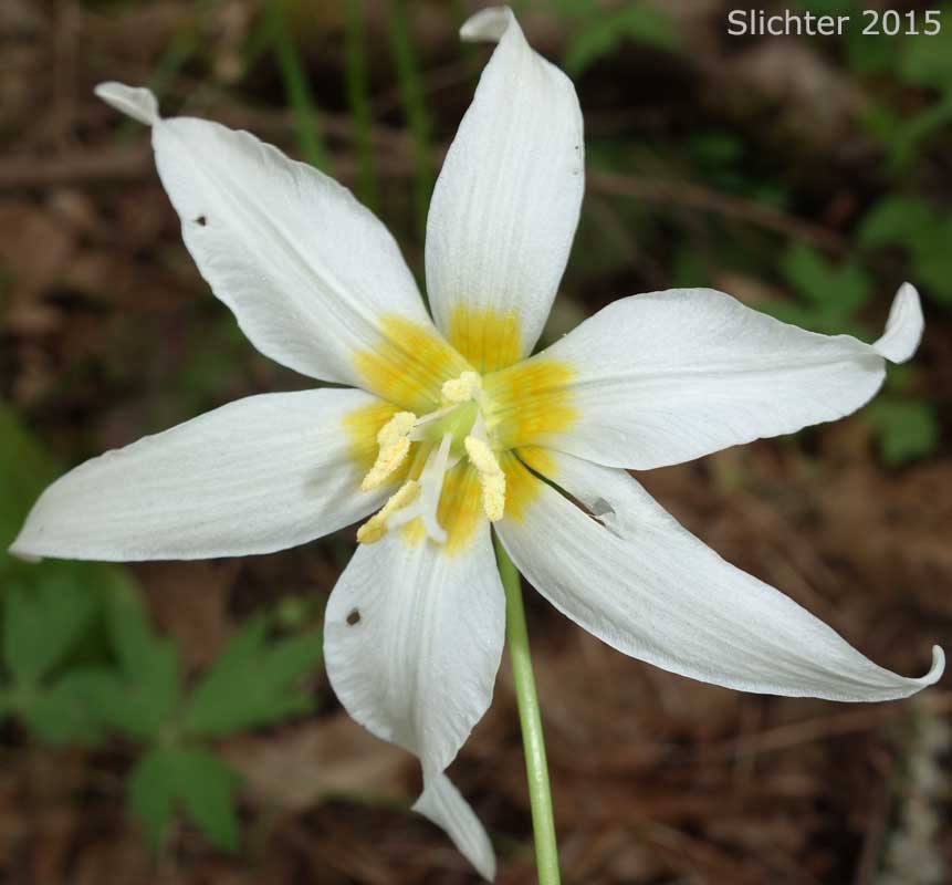 Flower of Deer's Tongue, Giant Fawnlily, Oregon Fawnlily, Giant White Fawnlily, Giant White Fawn-lily, Wild Easter Lily: Erythronium oregonum (Synonyms: Erythronium giganteum, Erythronium giganteum ssp. leucandrum, Erythronium oregonum ssp. leucandrum, Erythronium oregonum var. leucandrum, Erythronium oregonum ssp. oregonum, Erythronium oregonum var. oregonum)