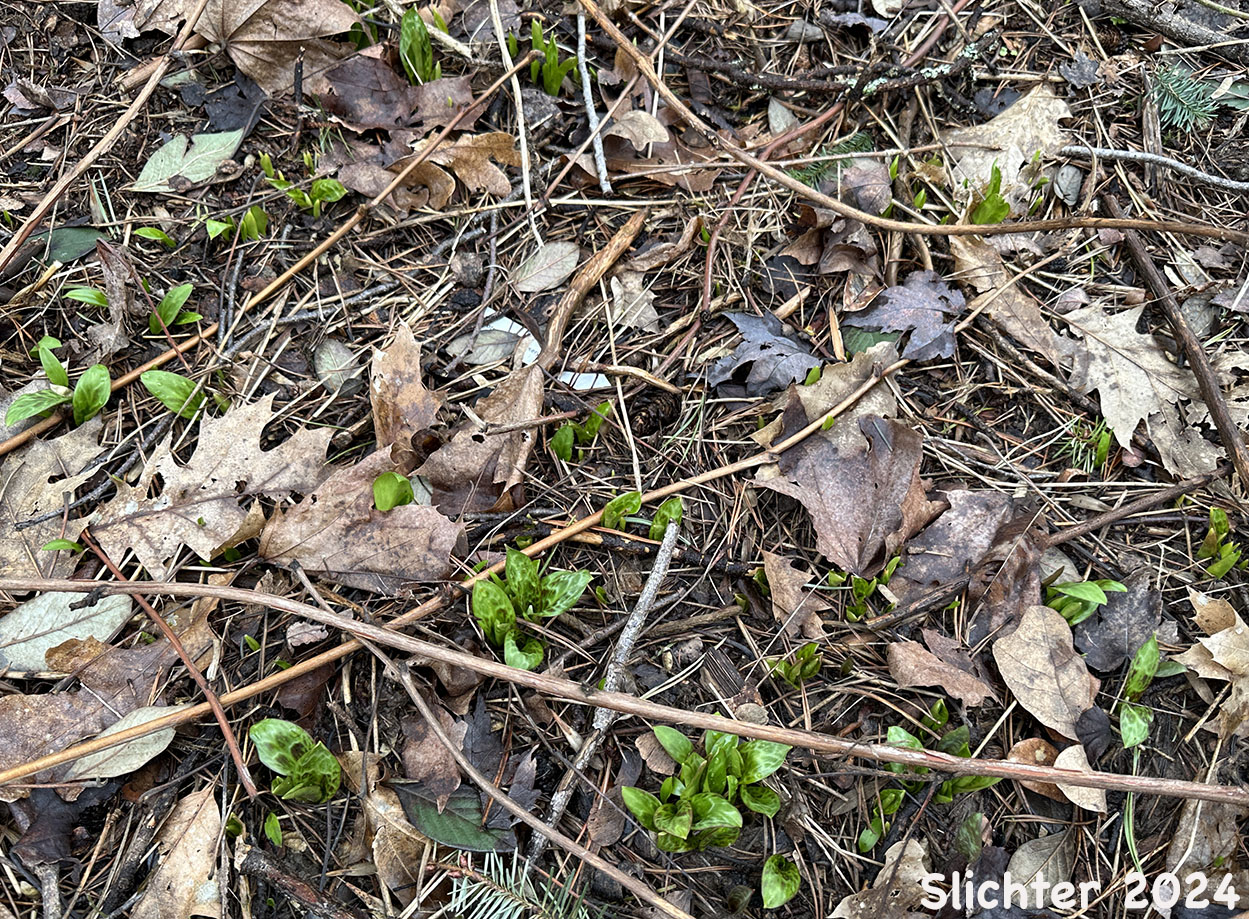 Emerging leaves of Coast Adders' Tongue, Pink Fawnlily, Pink Fawn-lily, Coast Fawn-lily, Mahogany Fawn-lily: Erythronium revolutum