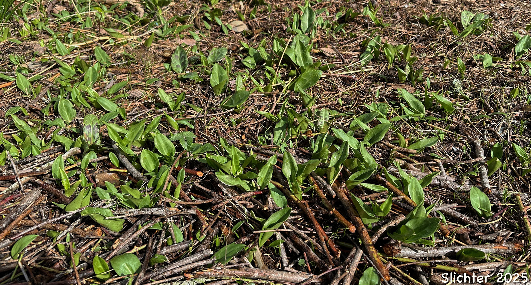 Coast Adders' Tongue, Pink Fawnlily, Pink Fawn-lily, Coast Fawn-lily, Mahogany Fawn-lily: Erythronium revolutum