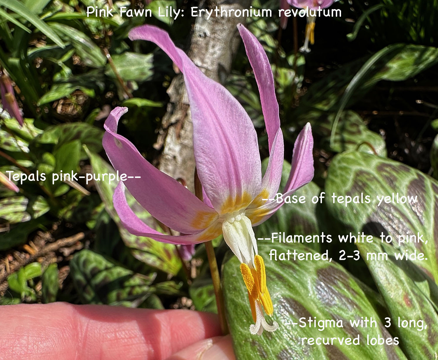 Coast Adders' Tongue, Pink Fawnlily, Pink Fawn-lily, Coast Fawn-lily, Mahogany Fawn-lily: Erythronium revolutum