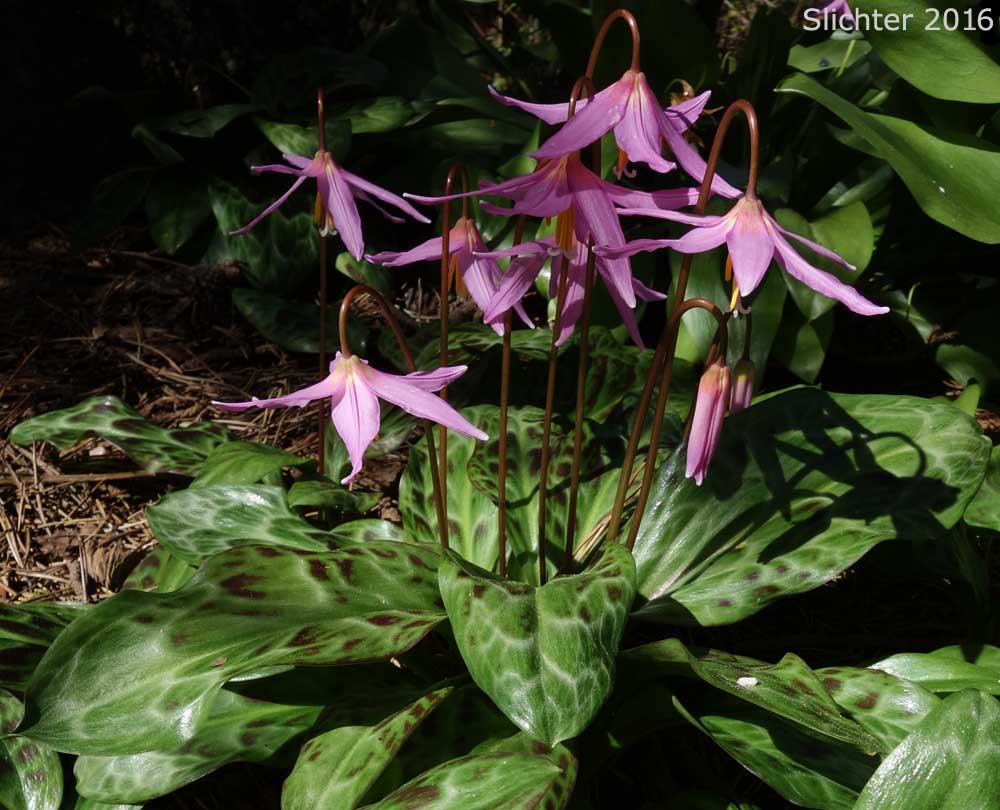 Coast Adders' Tongue, Pink Fawnlily, Pink Fawn-lily, Coast Fawn-lily, Mahogany Fawn-lily: Erythronium revolutum