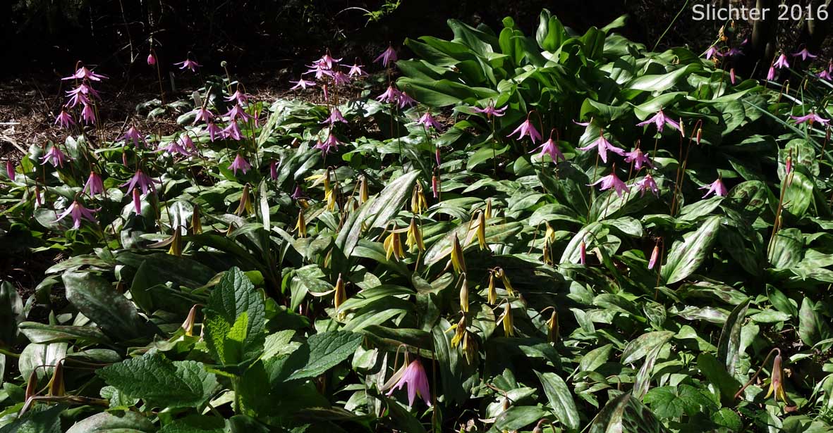 Coast Adders' Tongue, Pink Fawnlily, Pink Fawn-lily, Coast Fawn-lily, Mahogany Fawn-lily: Erythronium revolutum