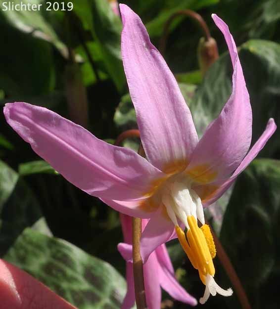 Coast Adders' Tongue, Pink Fawnlily, Pink Fawn-lily, Coast Fawn-lily, Mahogany Fawn-lily: Erythronium revolutum