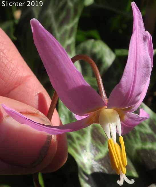 Coast Adders' Tongue, Pink Fawnlily, Pink Fawn-lily, Coast Fawn-lily, Mahogany Fawn-lily: Erythronium revolutum