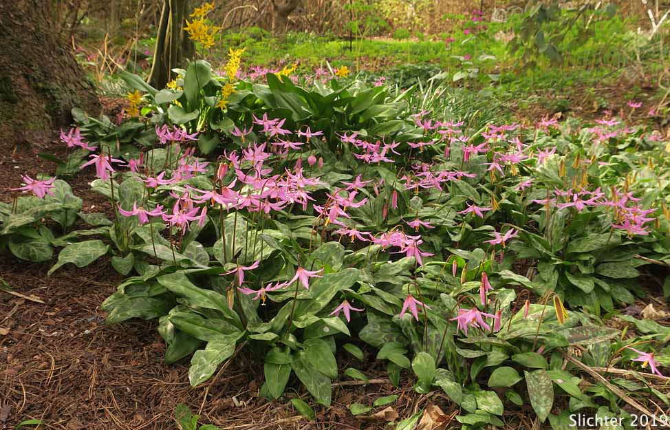 Coast Adders' Tongue, Pink Fawnlily, Pink Fawn-lily, Coast Fawn-lily, Mahogany Fawn-lily: Erythronium revolutum