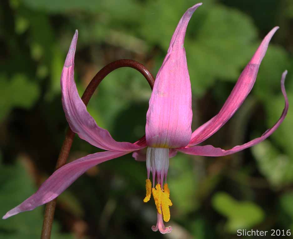 Flower of Coast Adders' Tongue, Pink Fawnlily, Pink Fawn-lily, Coast Fawn-lily, Mahogany Fawn-lily: Erythronium revolutum