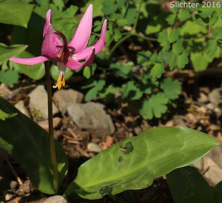 Coast Adders' Tongue, Pink Fawnlily, Pink Fawn-lily, Coast Fawn-lily, Mahogany Fawn-lily: Erythronium revolutum