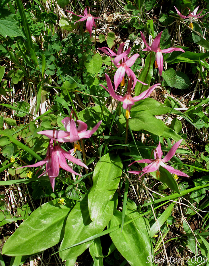 Coast Adders' Tongue, Pink Fawnlily, Pink Fawn-lily, Coast Fawn-lily, Mahogany Fawn-lily: Erythronium revolutum