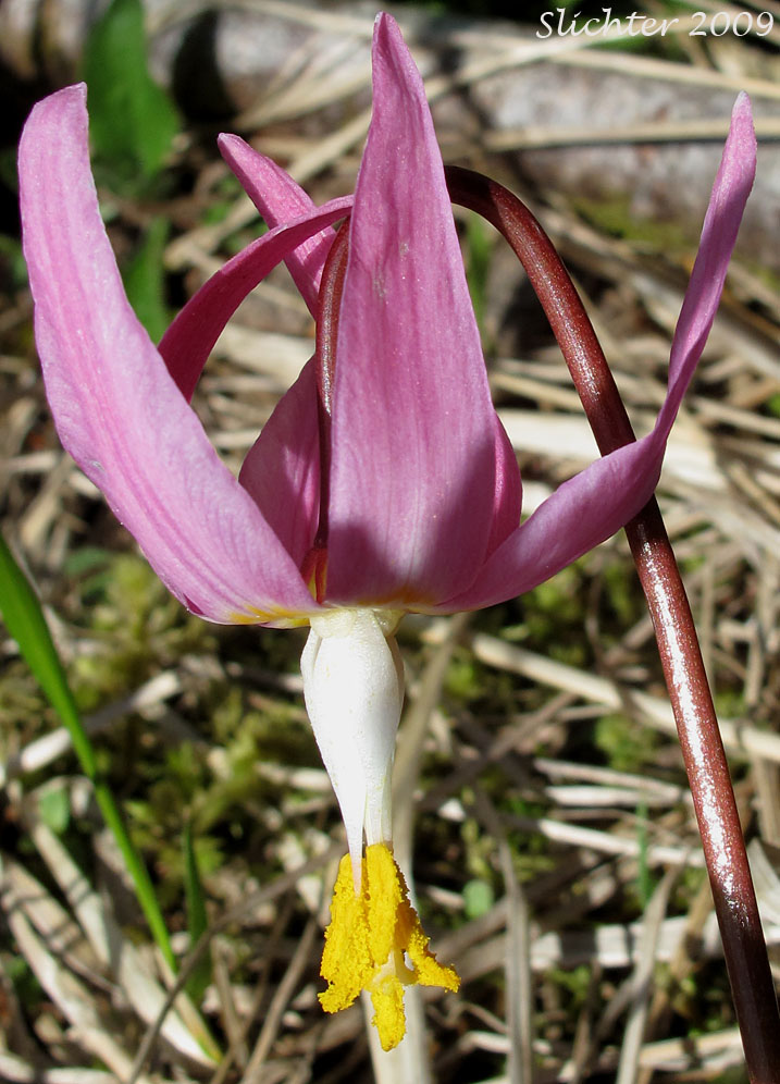 Flower of Coast Adders' Tongue, Pink Fawnlily, Pink Fawn-lily, Coast Fawn-lily, Mahogany Fawn-lily: Erythronium revolutum