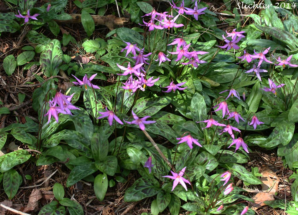 Coast Adders' Tongue, Pink Fawnlily, Pink Fawn-lily, Coast Fawn-lily, Mahogany Fawn-lily: Erythronium revolutum