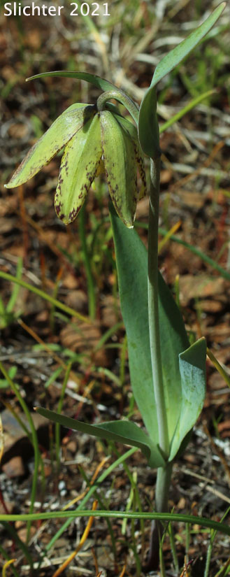 Checker Lily, Chocolate Lily, Mission Bells: Fritillaria affinis (Synonyms: Fritillaria affinis ssp. affinis, Fritillaria afinis var. affinis, Fritillaria lanceolata)