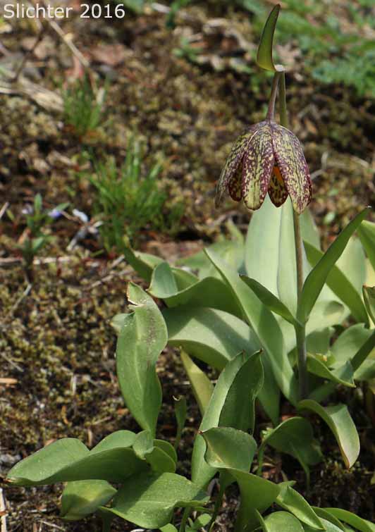 Checker Lily, Chocolate Lily, Mission Bells: Fritillaria affinis (Synonyms: Fritillaria affinis ssp. affinis, Fritillaria afinis var. affinis, Fritillaria lanceolata)