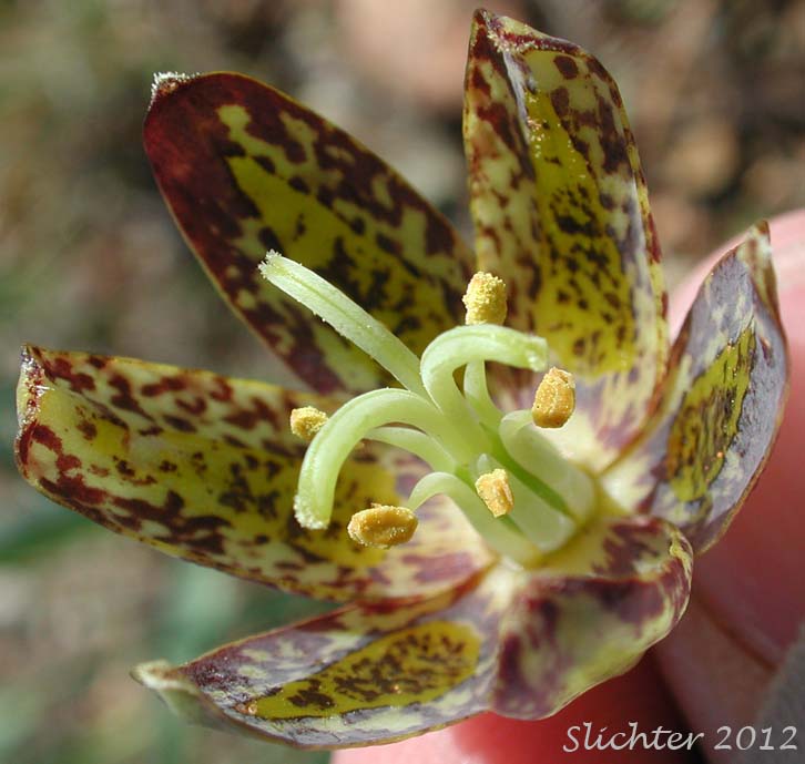 Close-up of the floral parts of Checker Lily, Chocolate Lily, Mission Bells: Fritillaria affinis (Synonyms: Fritillaria affinis ssp. affinis, Fritillaria afinis var. affinis, Fritillaria lanceolata)