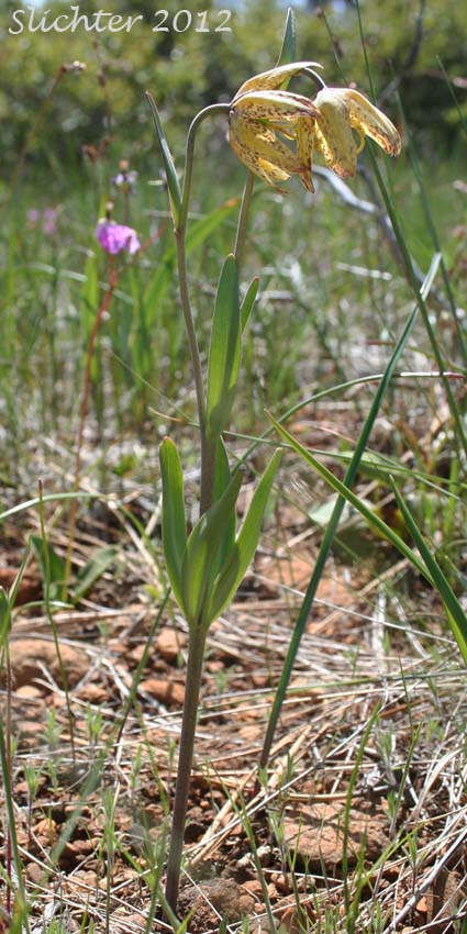 Checker Lily, Chocolate Lily, Mission Bells: Fritillaria affinis (Synonyms: Fritillaria affinis ssp. affinis, Fritillaria afinis var. affinis, Fritillaria lanceolata)