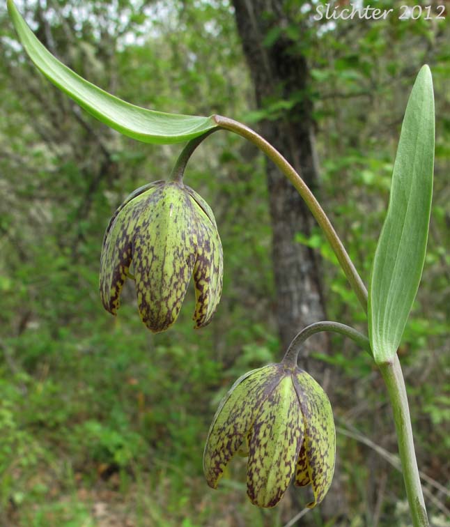 Checker Lily, Chocolate Lily, Mission Bells: Fritillaria affinis (Synonyms: Fritillaria affinis ssp. affinis, Fritillaria afinis var. affinis, Fritillaria lanceolata)